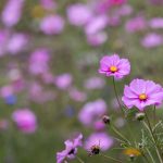 CCTV5高清视频在线直播:精彩体育赛事实时观看 8na8ud6hn