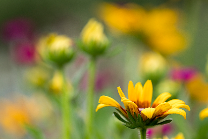CCTV5高清体育赛事在线直播免费无插件观看