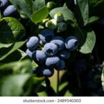 《笑声传奇》东方卫视独家直播欢乐盛典 78616r6qm